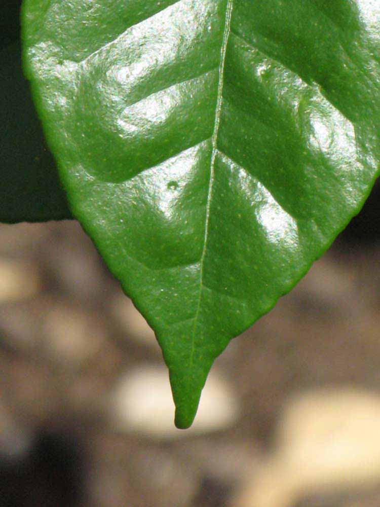              Margin (Winter Haven, FL)       